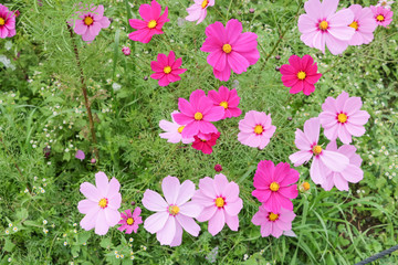 Cosmos flowers コスモスの丘　＠ひたち海浜公園