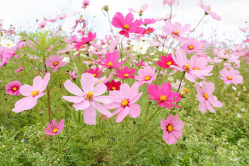 Cosmos flowers コスモスの丘　＠ひたち海浜公園