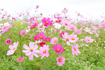 Cosmos flowers コスモスの丘　＠ひたち海浜公園