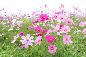 Obraz na płótnie Canvas Cosmos flowers コスモスの丘　＠ひたち海浜公園