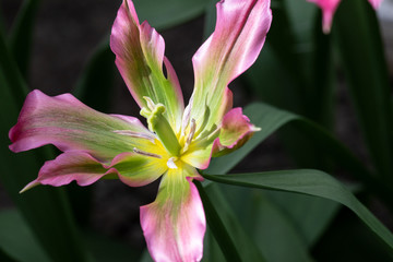 tulips Keukenhof