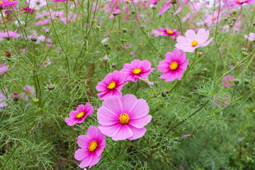 Cosmos flowers コスモスの丘　＠ひたち海浜公園