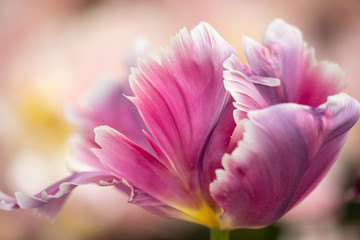 Obraz na płótnie Canvas tulips Keukenhof