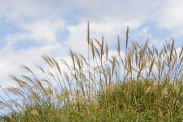 Pampass grass hill すすき＠ひたち海浜公園