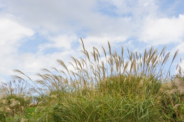 Naklejka premium Pampass grass hill すすき＠ひたち海浜公園