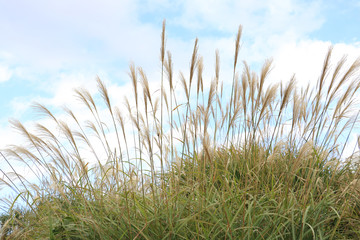 Pampass grass hill すすき＠ひたち海浜公園