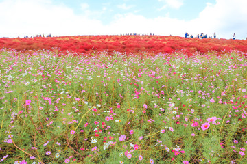 Kokia hills コキアの丘　＠ひたち海浜公園