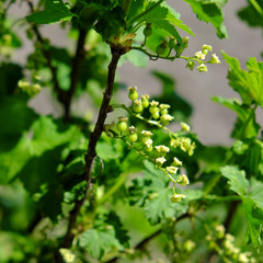 Fototapeta na wymiar Flowers and berries of red currant on a branch of a bush.