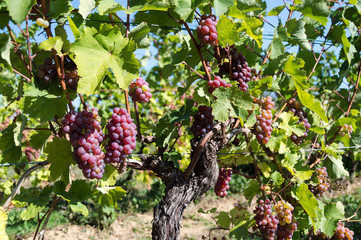 bunch of red grapes on common grape vine