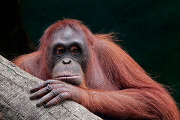 The orangutans (also spelled orang-utan, orangutang, or orang-utang) are three extant species of great apes native to Indonesia and Malaysia © ariwid