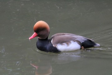 Obraz premium Canard mandarin