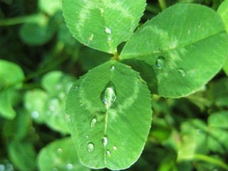 a four-leaf clover with dew drops green background