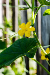 Flowering cucumbers, growing cucumbers, vertical cultivation of cucumbers
