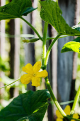 Flowering cucumbers, growing cucumbers, vertical cultivation of cucumbers