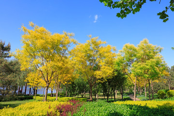 Naklejka premium green landscape in the park