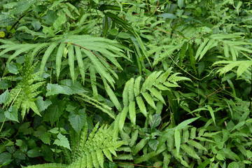 Green leaf pteridium aquilinum natural green fern in the forest.close up