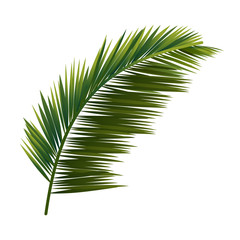 Obraz premium Tropical Leaf Icon isolated on White Backround