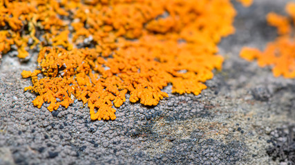 Orange lichen on the rock ( Xanthoria Elegans ) - closeup photo with blurred lens effect. Selective focus. Photo made in north of Norway on the coast - near Tromso City.
