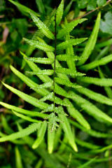 Green leaf pteridium aquilinum natural green fern in the forest.close up