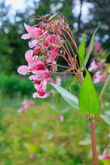 Flowers of Impatiens glandulifera flowers in natural background
