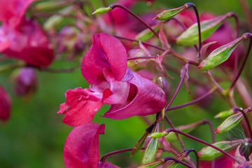 Flowers of Impatiens glandulifera flowers in natural background
