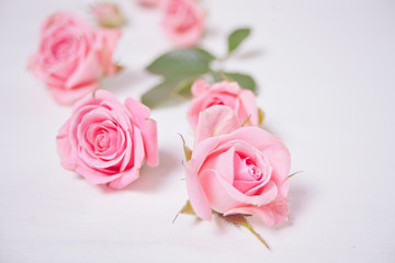 Pink color roses flowers on the white background. Copy space.
