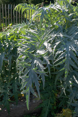 cardoon growing in garden (cynara cardunculus)