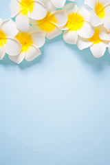 Naklejka na ściany i meble Frangipani plumeria flowers on the blue background. Copy space. Top view. Tropical composition.