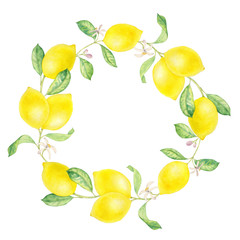 watercolor drawing branch of lemon