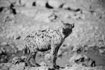 Obraz premium Spotted Hyena 