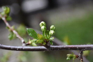Cherry buds with small green leaves with a blurred background
