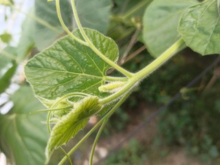 praying mantis on green leaf