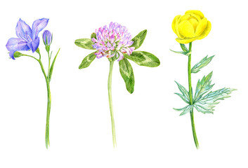 wild plants and flowers, drawing by color pencils