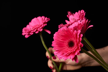 Hand holding pink gerber daisy isolated on black background