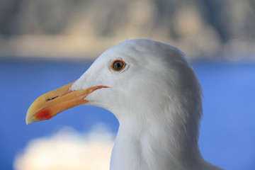 Seagull bird standing over the blue seashore, Close up of bird's eyes portrait, Uncontrolled rapid growth number of gulls causing nuisance attack and environment problem.