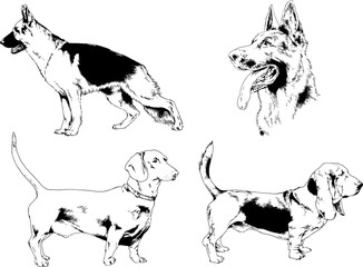 vector drawings sketches pedigree dogs in the racks drawn in ink by hand , objects with no background