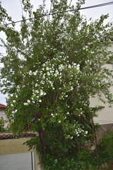 White flowers in spring on a flowering tree