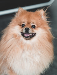 Obraz premium Chien spitz nain au poil clair et regard noir souriant
