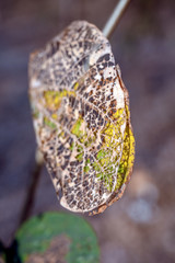 Dry Leaf
