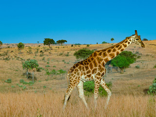 giraffe in the savannah in the african national park