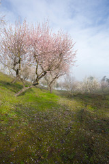 UNESCO World Heritage, a foggy sunrise in a Douro valley almond trees field, Sao Joao da Pesqueira, Viseu, Portugal.