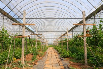 grape seedlings in the greenhouse