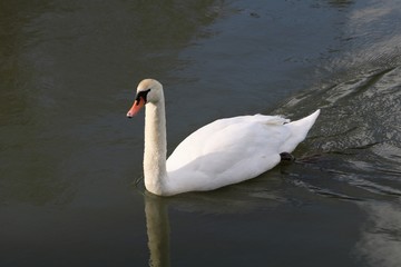 Cygne
