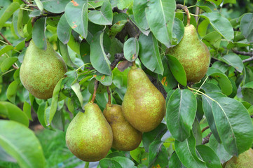 Pears ripen on the tree branch.