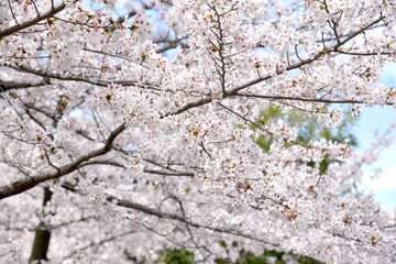 Beautiful sakura cherry blossoms, Pink flower blossoms blooming in spring season, Branches of blooming sakura tree along the riverside in japan nature park.