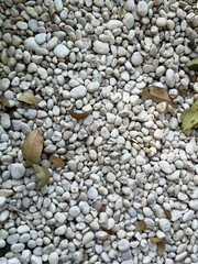 Full frame of white pebbles with fallen leaves