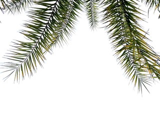 Palm, branch of fir tree isolated on white background