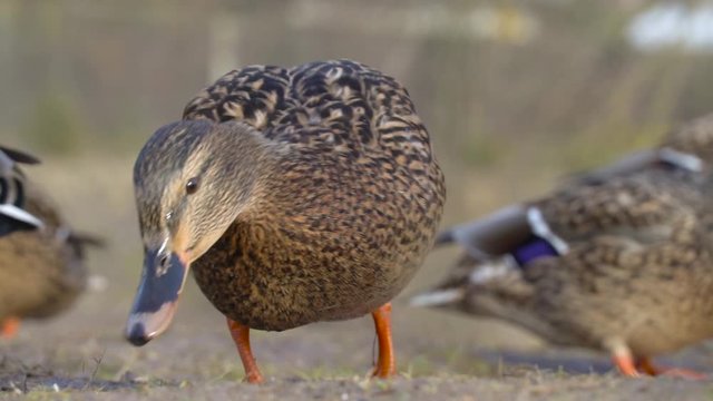 Beautiful flock of ducks and drakes in the Park. Ducks eat bread that people throw to them.