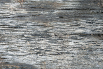 The texture of the old tree is gray. Abstract background for design close-up. Natural wooden grunge board.
