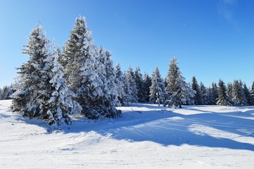 fir trees under the snow